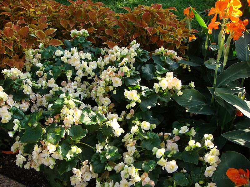 428 Longwood Gardens [2008 August 23].JPG - Longwood Gardens in Pennsylvania